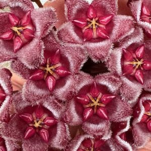 Hoya aff. pubicalyx sp. Baggao (3.5" pot)