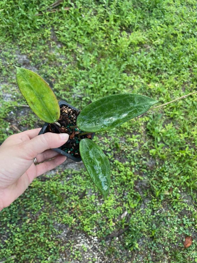 Hoya aff. latifolia (2.5" pot) - Image 2
