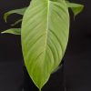 Philodendron genevievianum (5 pot)  Gardino Nursery