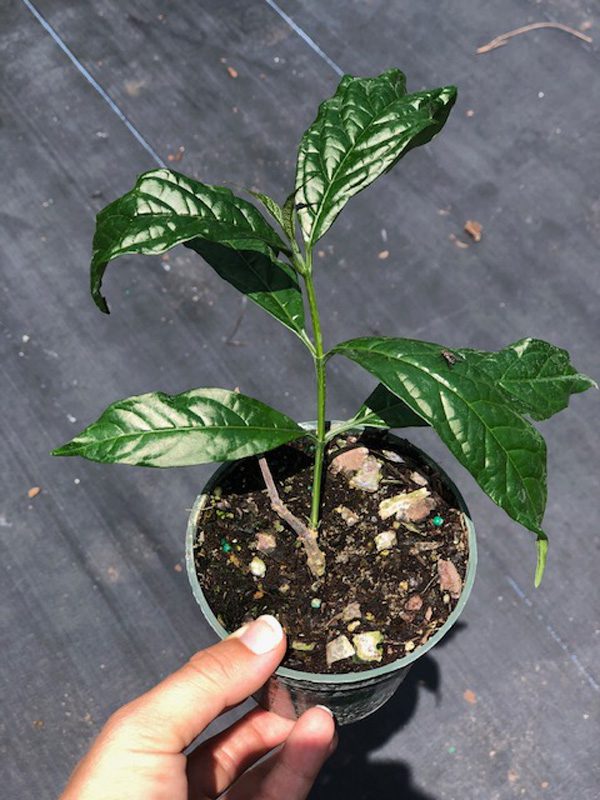 pink fittonia plant Pink Veined Nerve Plant - Fittonia - Easy House Plant