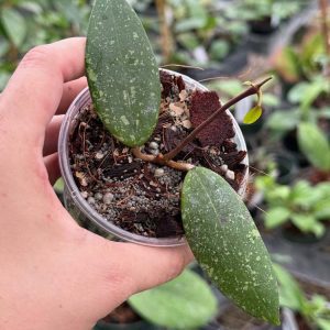 Hoya sp. Vietnam (splash) AH 001 (3" pot)