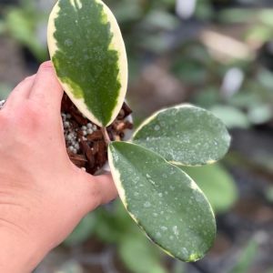 Hoya sp. Easo Daklak (variegated) (3" pot)