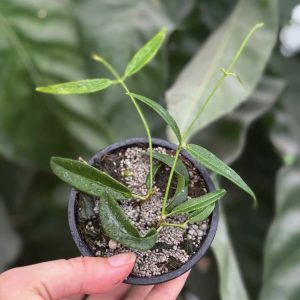 Hoya paradisea (3" pot)