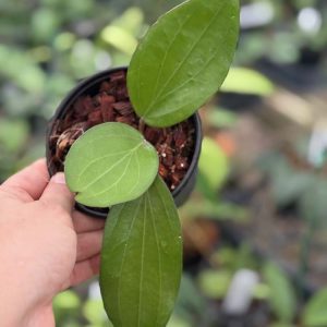 Hoya 'Penny Candy' MB 1173 (4" pot)