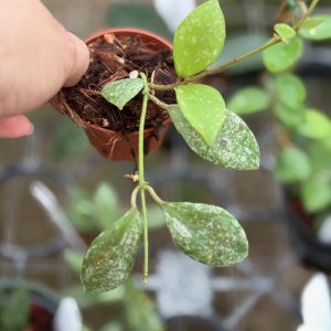 Hoya (collina x anulata) splash (2" pot)
