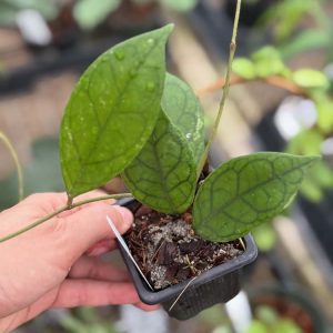 Hoya sp. EPC ETGA (2.5" pot)