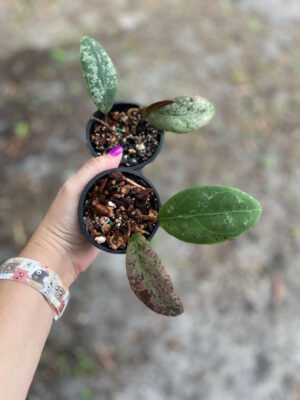Hoya rintzii from Borneo (3" pot) - Image 3