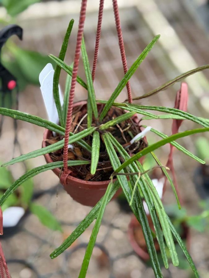 Hoya insularis (4" HB) - Image 3