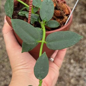 Hoya lithophytica (4" HB)