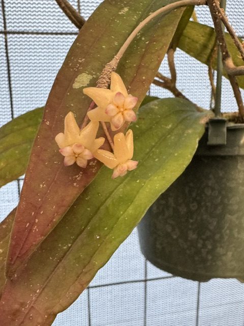 Hoya sp. Bengkulu (Rindu Rafflesia) (4" pot) - Image 5