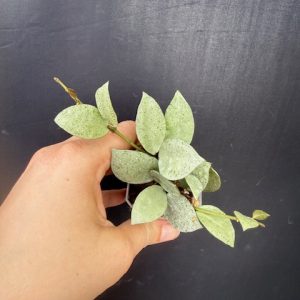 Hoya lacunosa 'Silver Mint Coin' (2" pot)