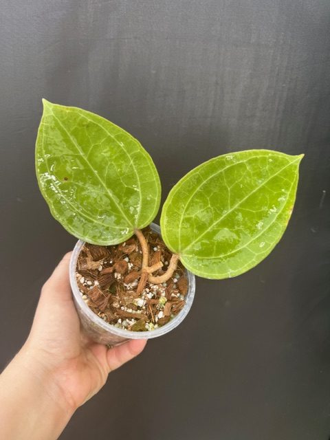 Hoya latifolia (Sarawak/pink flowers) (4" pot) - Image 3