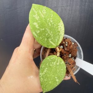 Hoya KSB-08 (splash) (3" pot)