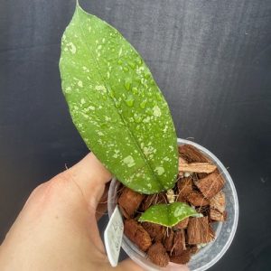 Hoya sp. Bur Perlak 'Spilled Rice' (3" pot)