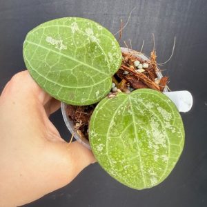 Hoya latifolia (Sarawak/splash) (3" pot)