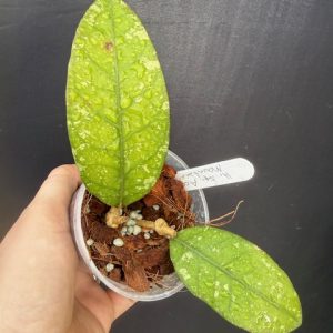 Hoya sp. Aceh Mountain Leuser (3" pot)