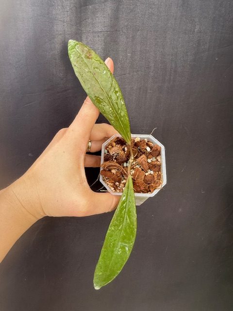Hoya sulawesiana (2.5" pot) - Image 2
