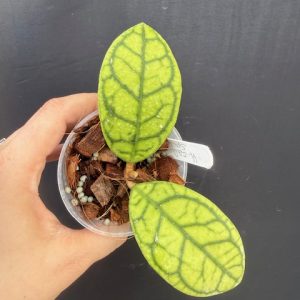 Hoya callistophylla 'Spider' (3" pot)