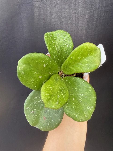 Hoya sp. Chiang Dao (splash) (3″ pot) – Gardino Nursery