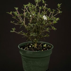 All Products – Gardino Nursery