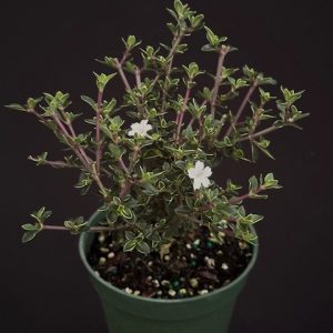 Serissa foetida (outer-variegated w/red stem) - Variegated Snow Rose (4" pot)