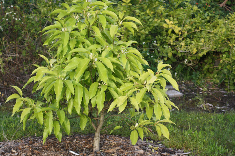 Magnolia / Michelia champaca – Joy Perfume Tree (4″ pot) – Gardino Nursery