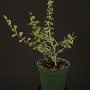Trifidacanthus unifoliatium - Vietnamese Blue Bells (4" pot) (may ship pruned)