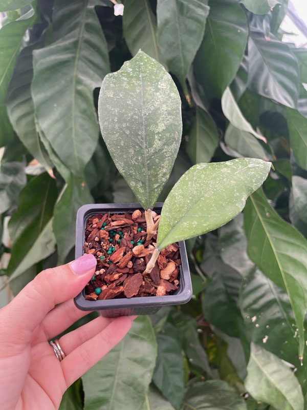 Hoya sp. Chicken Farm (3.5" pot) (Our OG) - Image 3