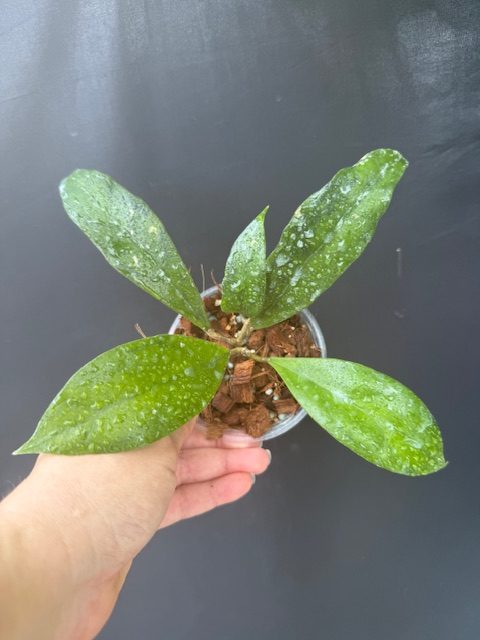 Hoya estrellaensis IML 1256 (3.5″ pot) – Gardino Nursery