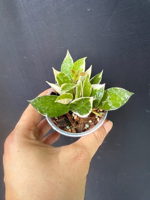 Hoya lacunosa 'Asami' (2.5″ pot) – Gardino Nursery