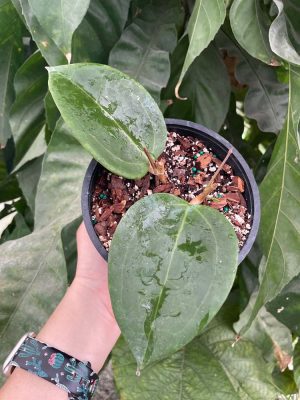 Hoya sp. (Collected in West Kalimantan) (5" pot) - Image 2