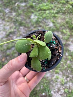 Hoya brevialata (2.5" pot) - Image 3