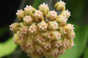 Hoya pachyphylla (FKA H. chuniana) (5" pot) - Image 7