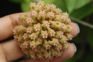 Hoya pachyphylla (FKA H. chuniana) (5" pot)