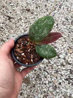 Hoya rintzii from Borneo (3" pot) - Image 2