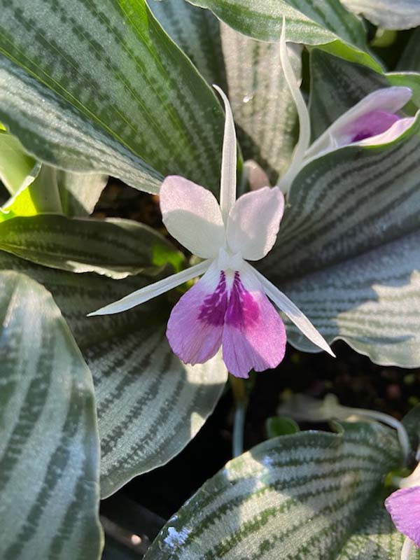 Kaempferia aff. angustifolia ‘Silver Striped’ (4″ pot) – Gardino Nursery