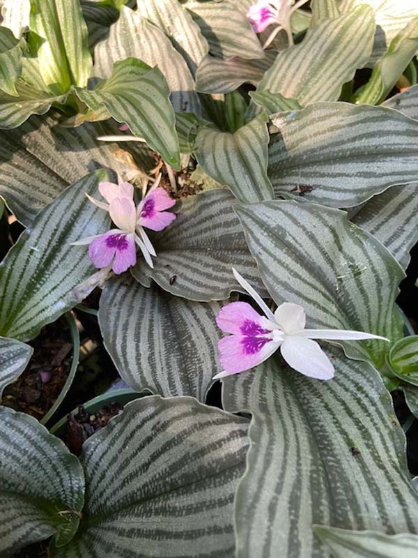 Kaempferia aff. angustifolia ‘Silver Striped’ (4″ pot) – Gardino Nursery