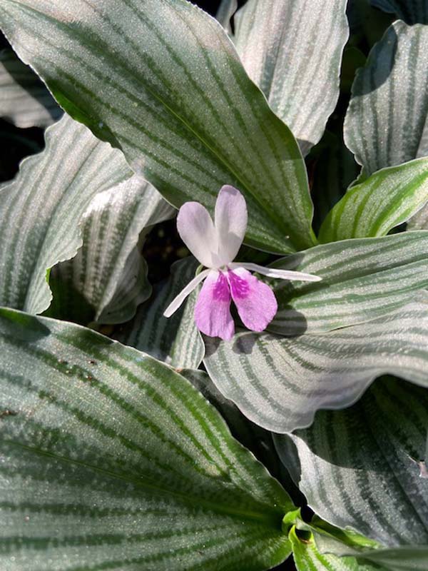 Kaempferia aff. angustifolia ‘Silver Striped’ (4″ pot) – Gardino Nursery