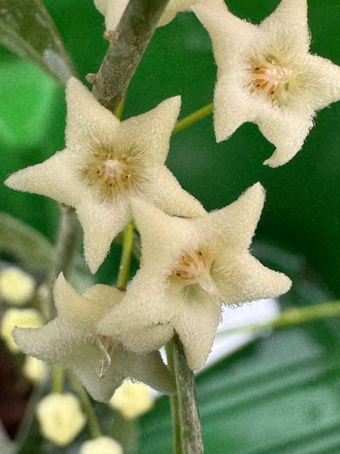 Hoya medusa (3″ pot) – Gardino Nursery