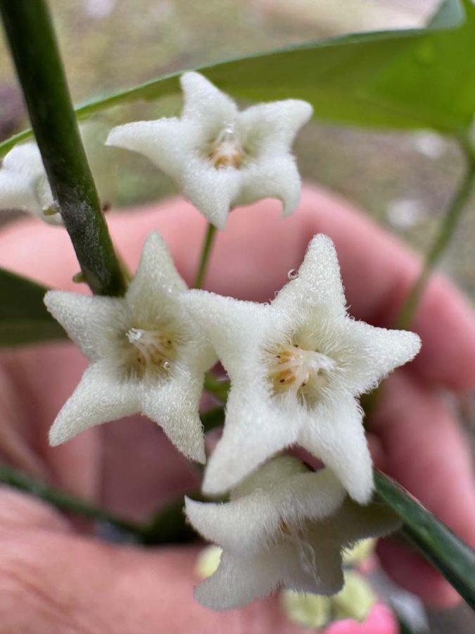 Hoya medusa (3″ pot) – Gardino Nursery