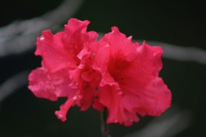 Azalea 'Red Ruffles' (6" pot)