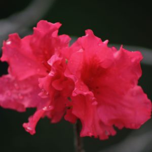 Azalea 'Red Ruffles' (6" pot)