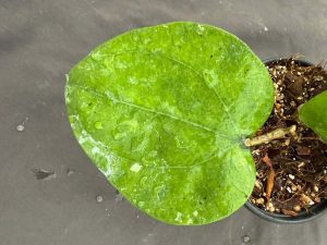 Hoya balaensis Ba Tong-Yala (4" pot) - Image 3
