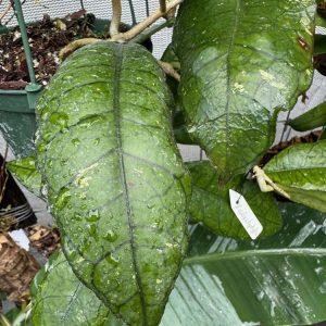 Hoya callistophylla (Philippines) (4" pot)