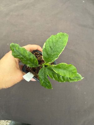 Hoya multiflora (variegated) (3" pot) - Image 2