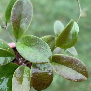 Hoya 'Dossy' MB-1219 (3.5" pot)