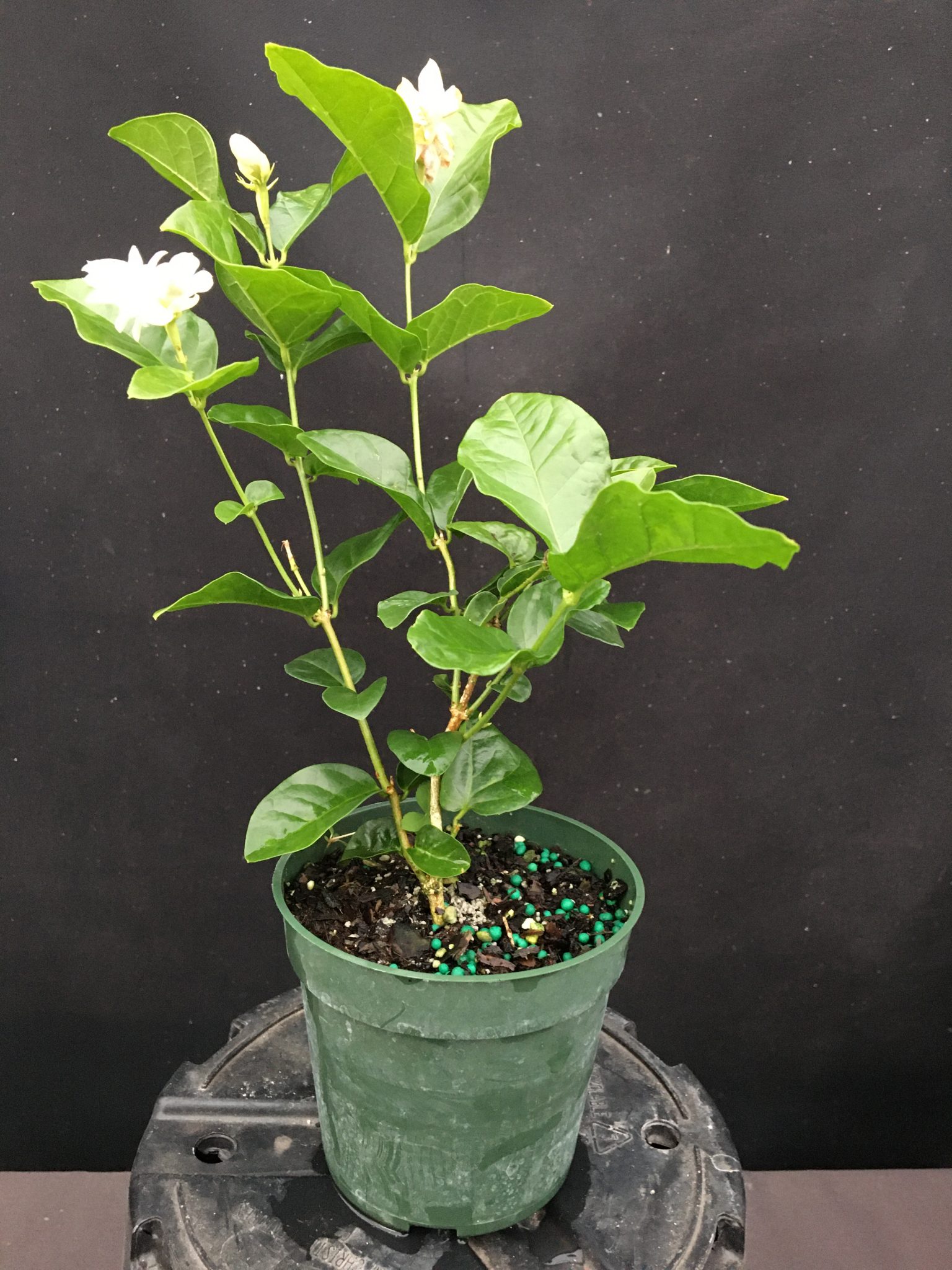 Jasminum sambac ‘Mysore Mulli’ Arabian Jasmine (4″ pot) Gardino Nursery