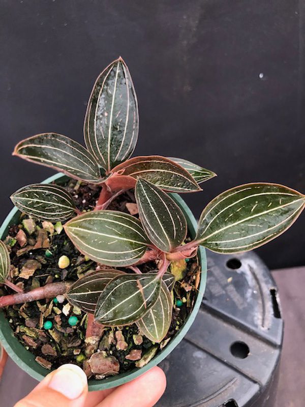 How do I care for this jewel orchid : r/Jewelorchids