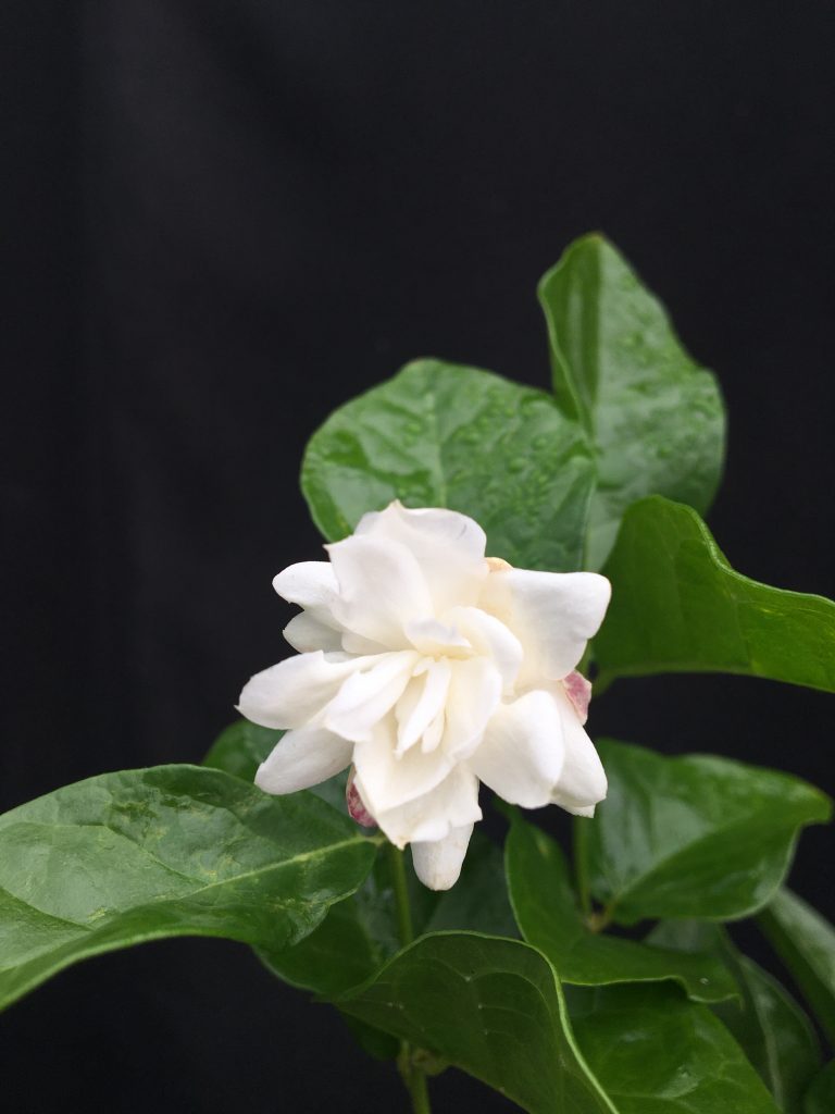 Jasminum sambac ‘Mysore Mulli’ Arabian Jasmine (4″ pot) Gardino Nursery