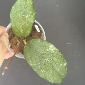 Hoya sp. Takengon Rimba (3" pot)